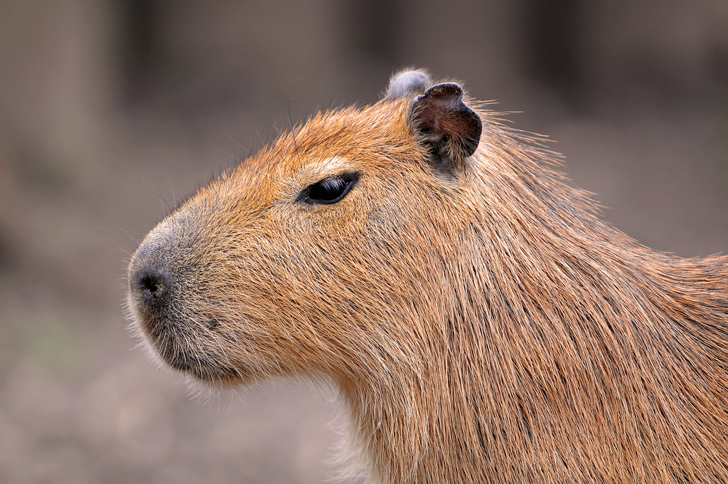 _images/Capybara1.jpg